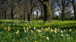 Hagley Park North outdoor tennis courts in Christchurch, Canterbury - 5 courts, hard